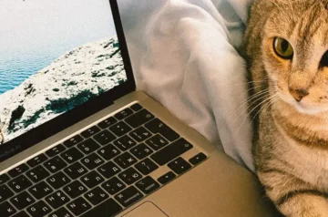 Kot, laptop i pasjans
