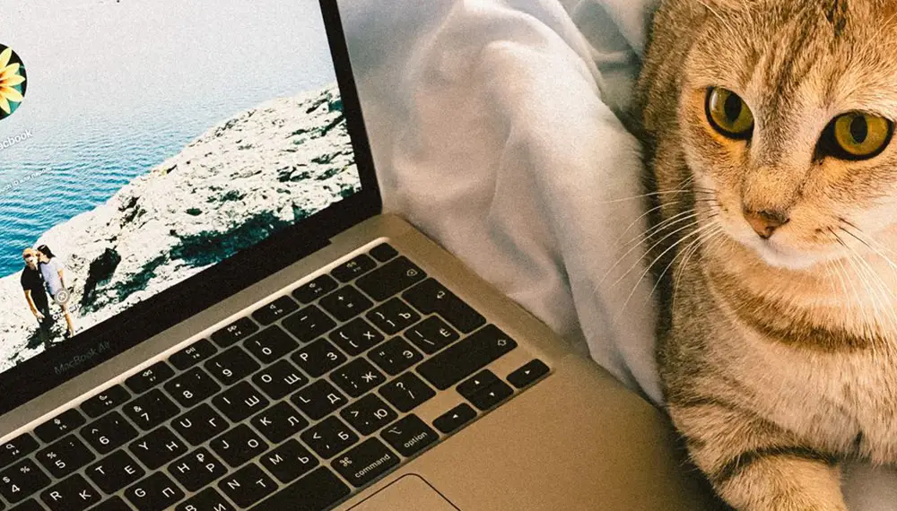 Kot, laptop i pasjans